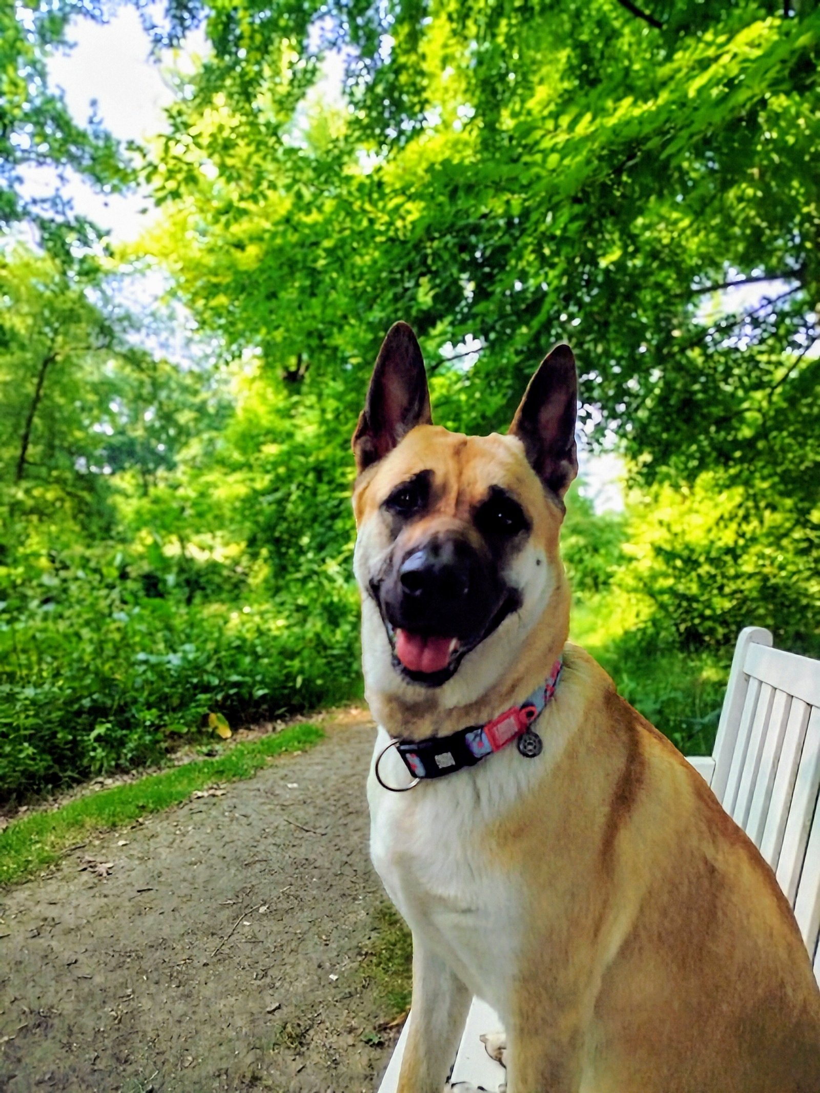 Evi, pet sitter in Lomm, photo 1