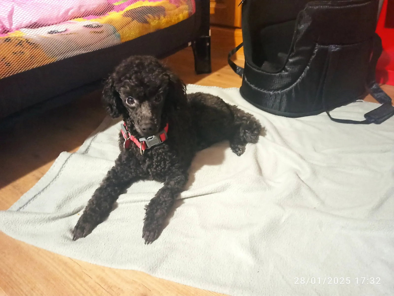 Harry, pet sitter in Voorburg, photo 4