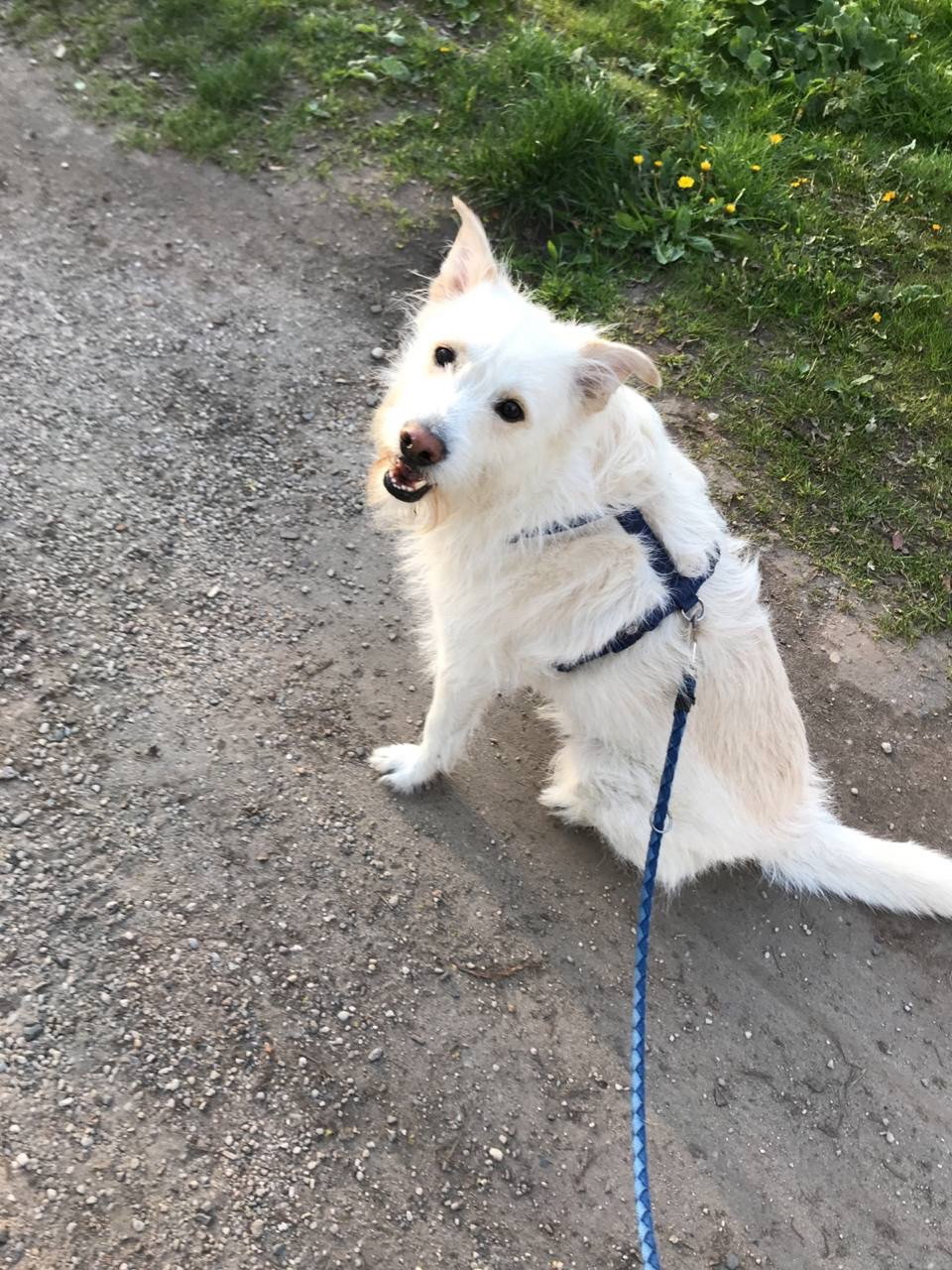 Dani, Tiersitter in Berlin, Foto 1
