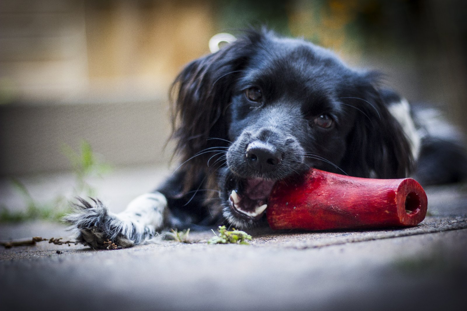 Max, pet sitter in Schiedam, photo 1