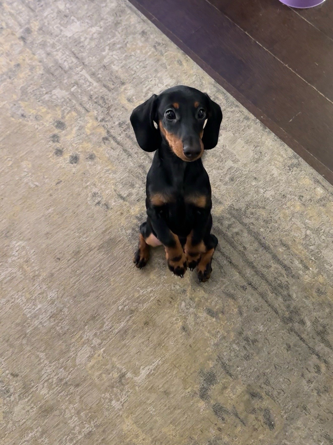 evika, pet sitter in Wassenaar, photo 2