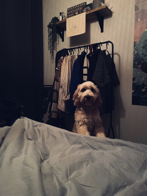 Ruben, pet sitter in Deventer, photo 4