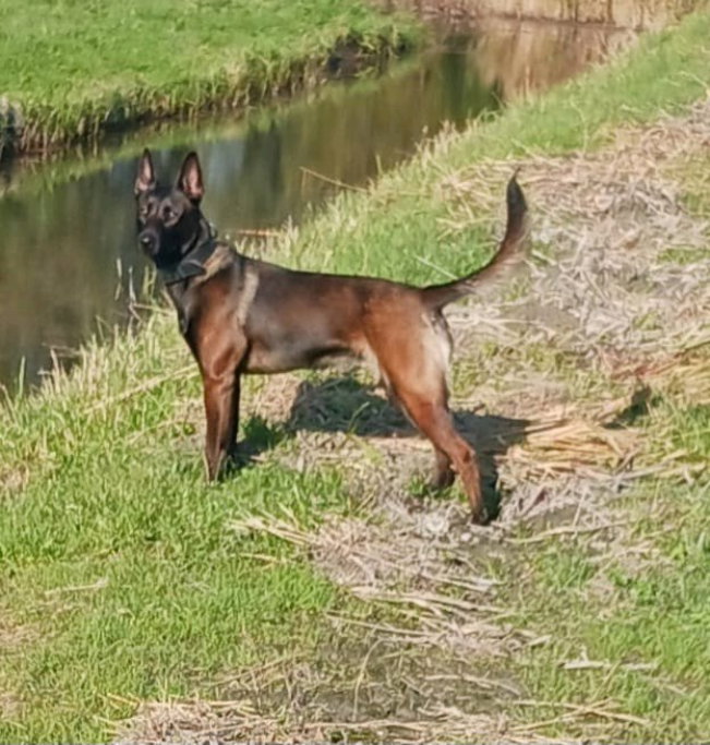Hendrik, dierenoppas in Ulft, foto 1