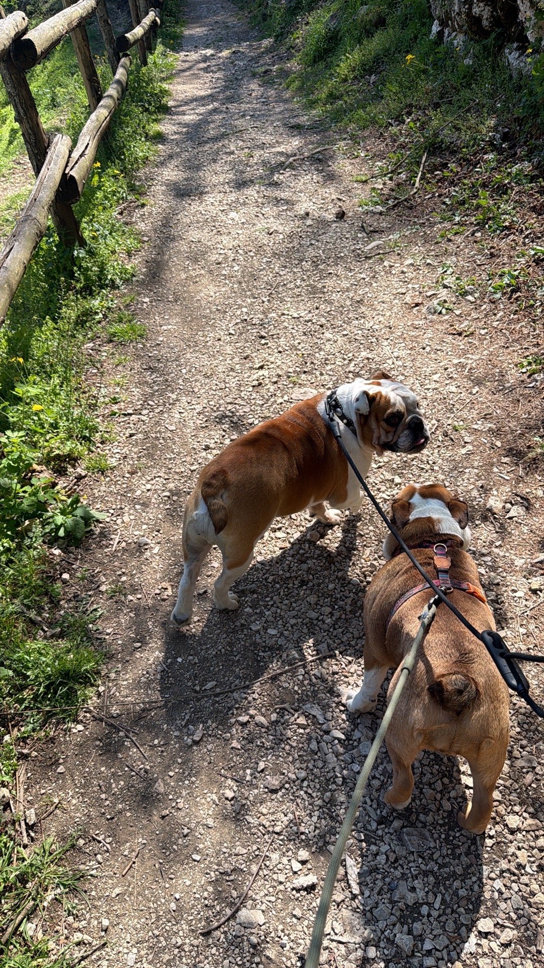 Stephanie, pet sitter in Rotterdam, photo 4