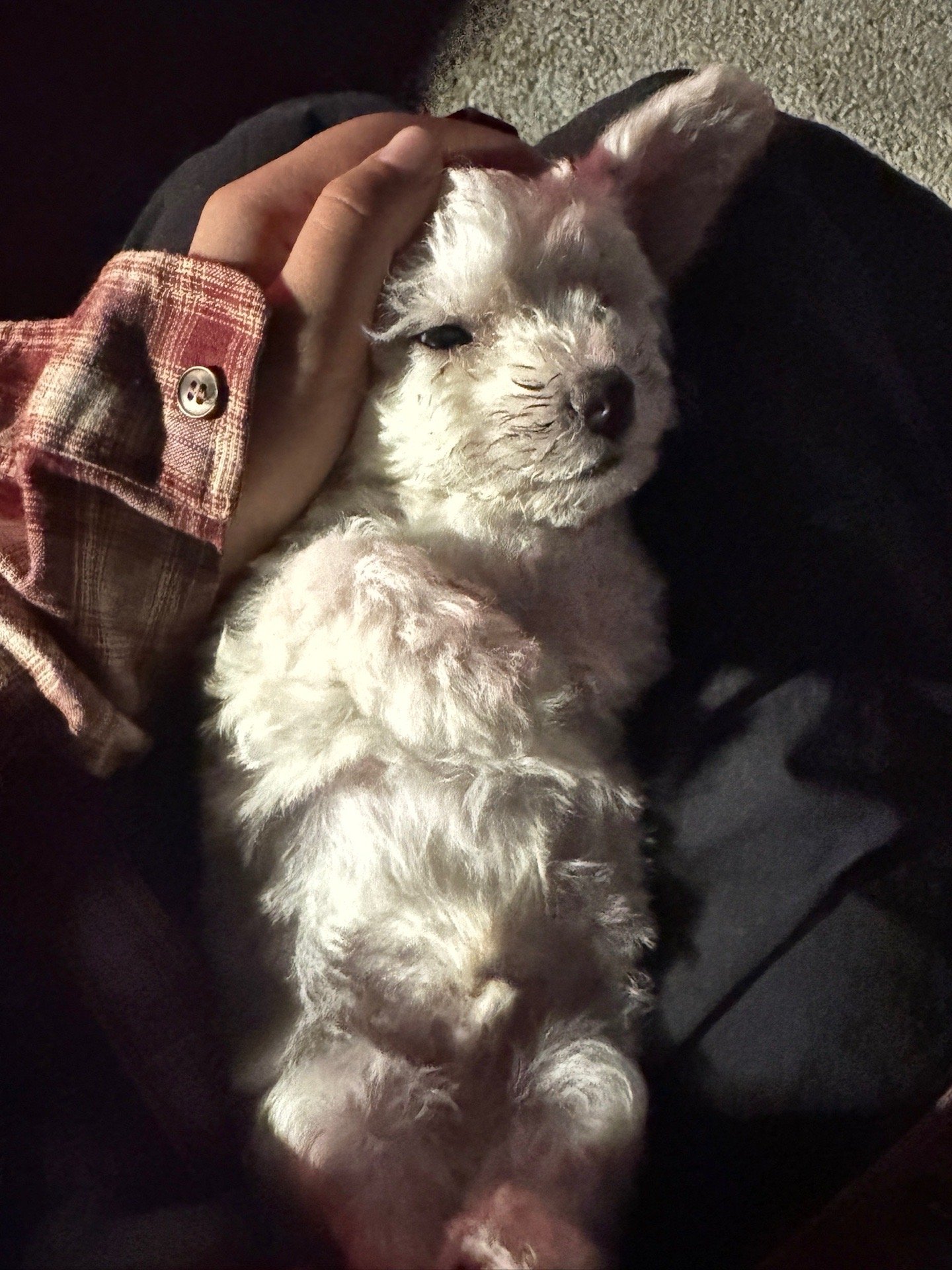 Isle, pet sitter in Leiden, photo 3