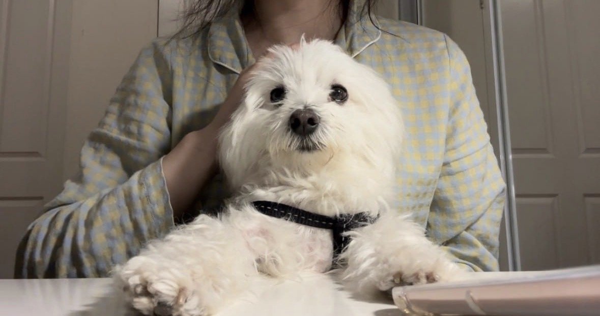 ruby, pet sitter in Amsterdam, photo 3