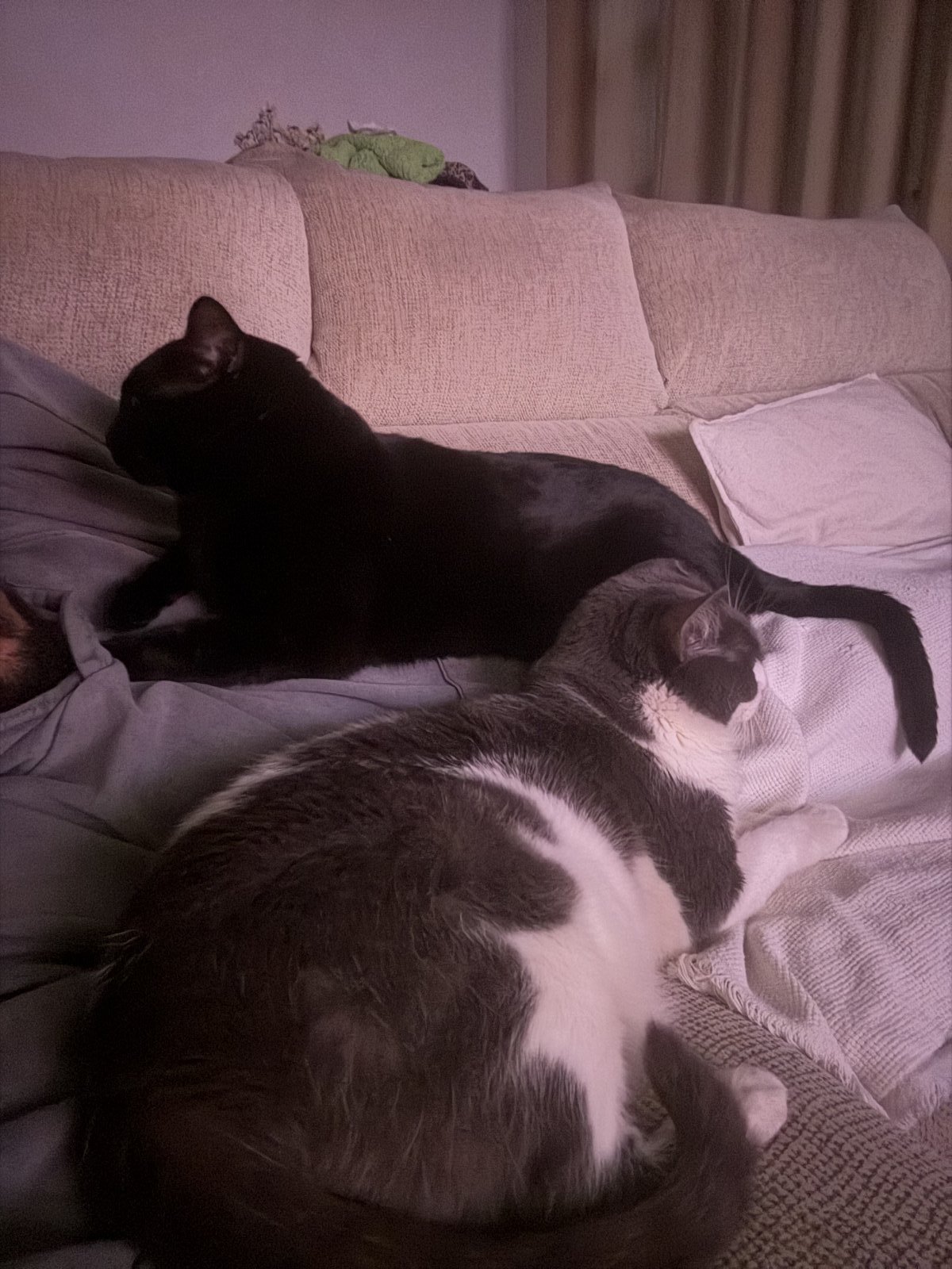 Besay Jesus, pet sitter in Loosdrecht, photo 5