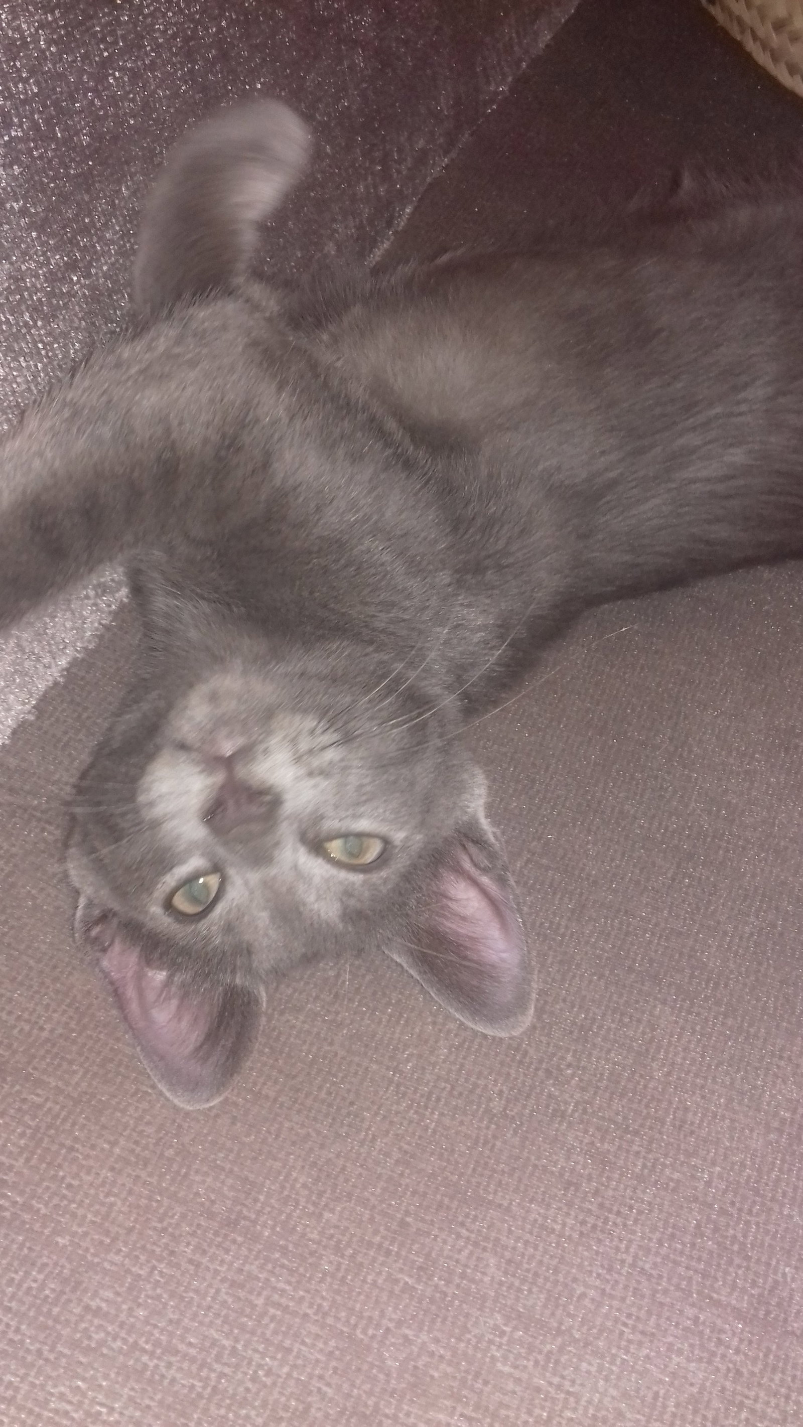 Sarra, pet sitter in Utrecht, photo 1