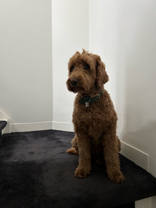 Berber, pet sitter in Amsterdam, photo 1