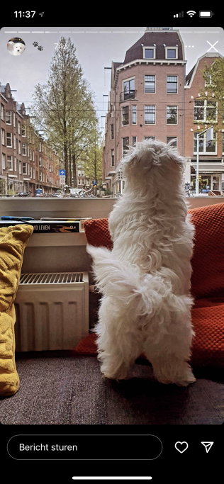 Laura, pet sitter in Amsterdam, photo 5