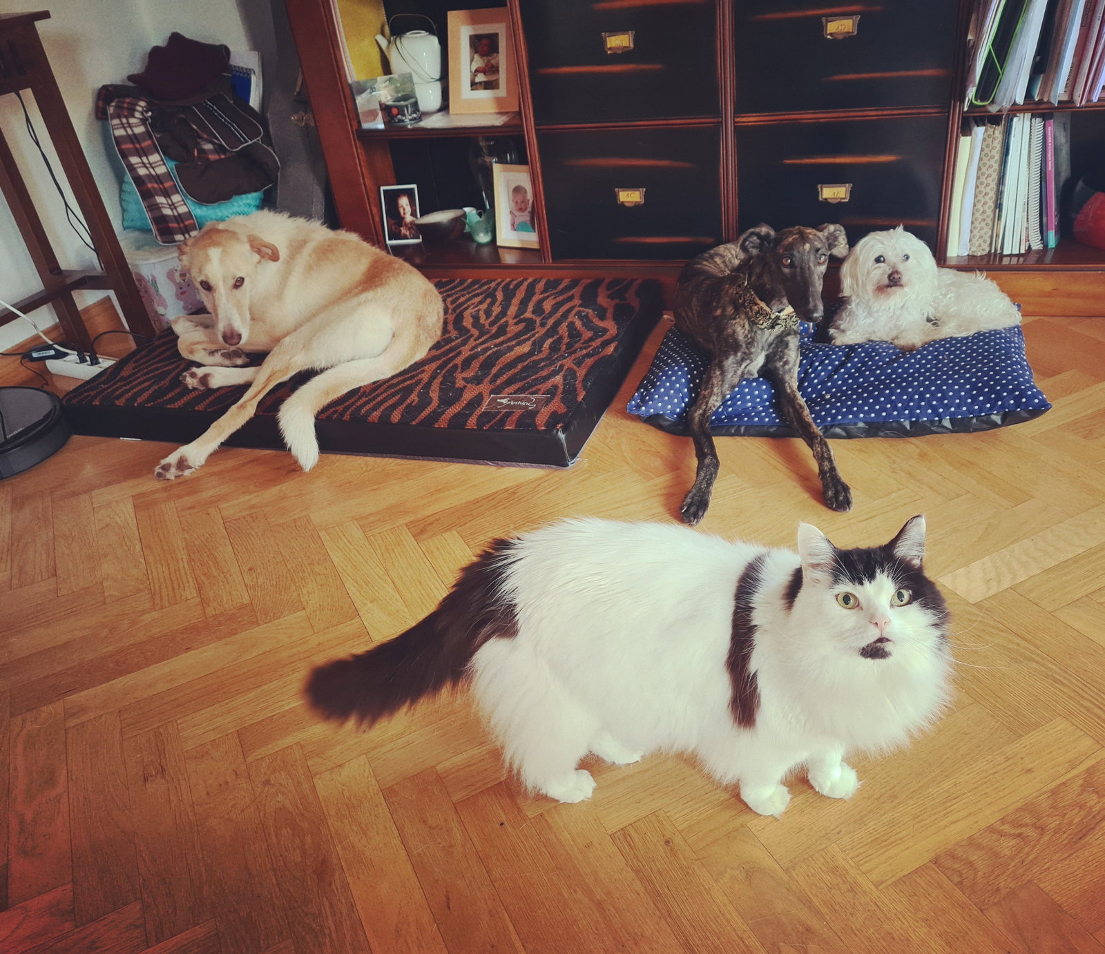 Julia, pet sitter in 's-Gravenhage, photo 5