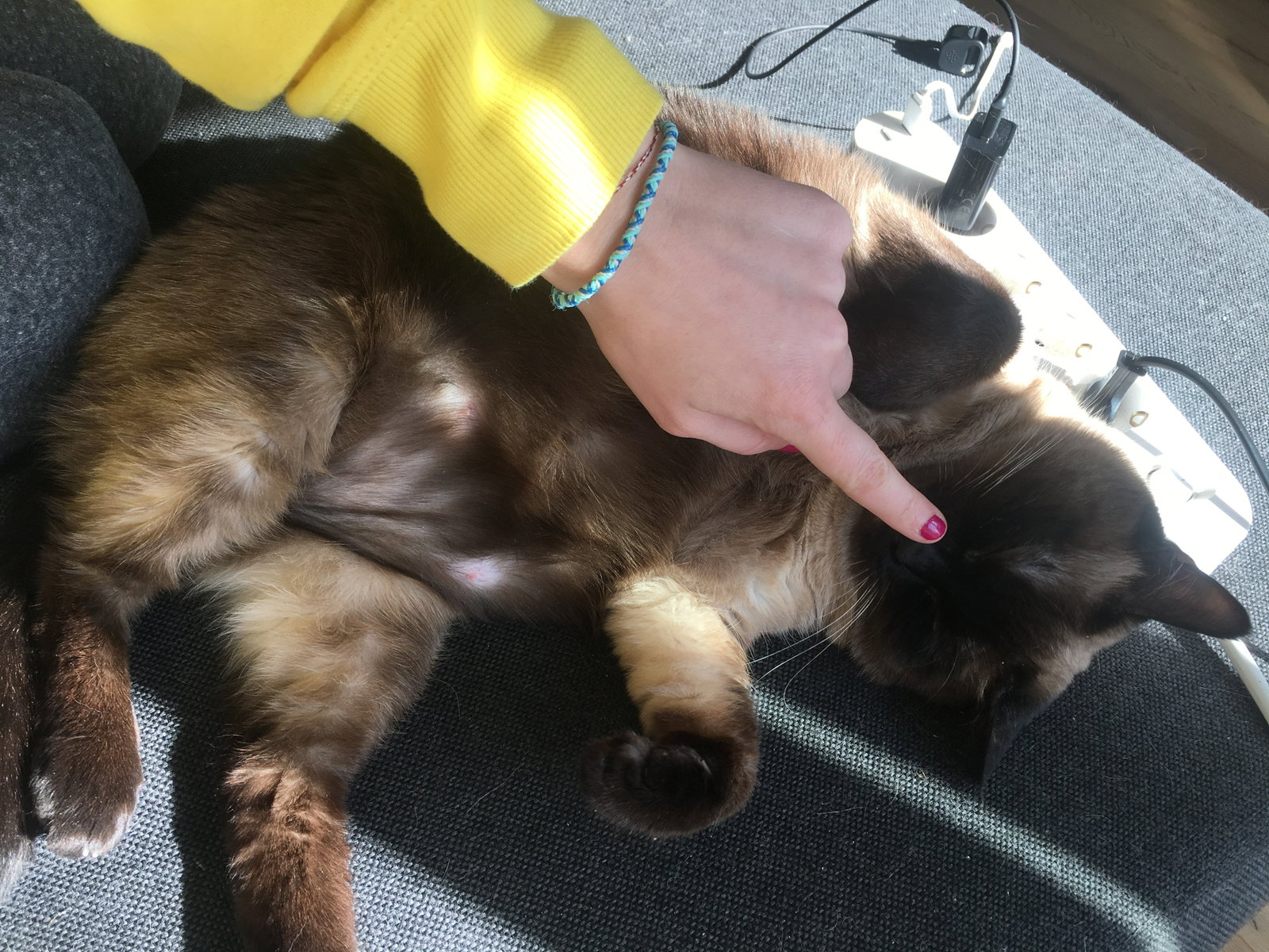 Mirela, pet sitter in Amsterdam, photo 5