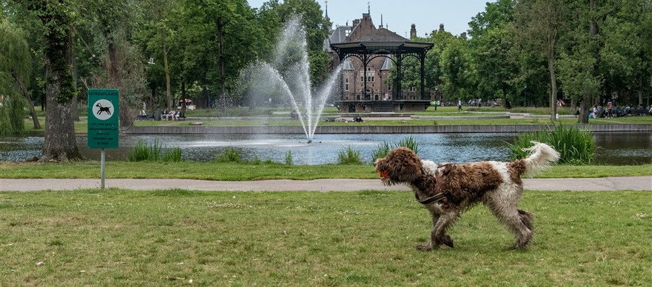 Jessica, pet sitter in Amsterdam, photo 3