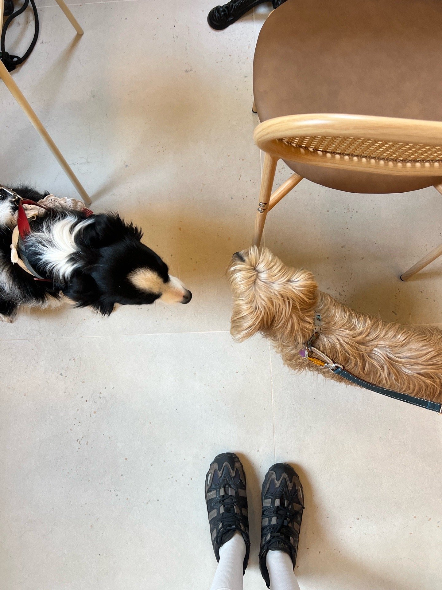 Asmar, pet sitter in Rotterdam, photo 3