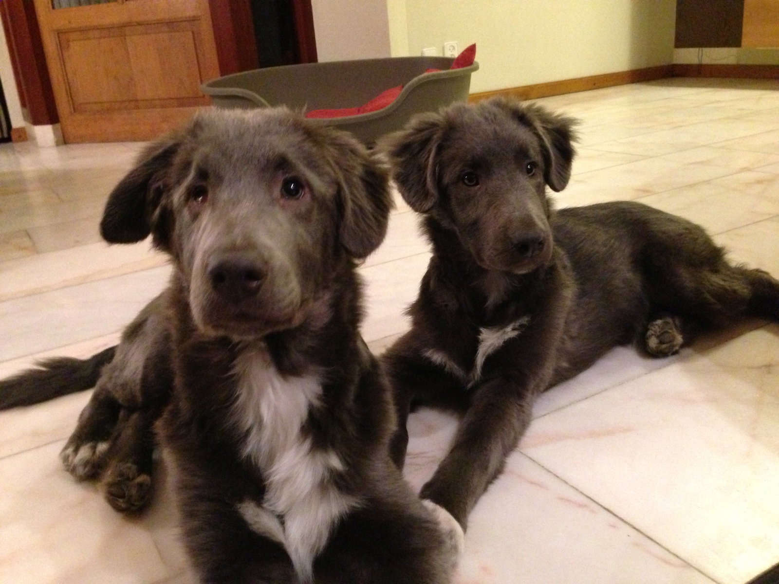 Josh, pet sitter in Notter, photo 3