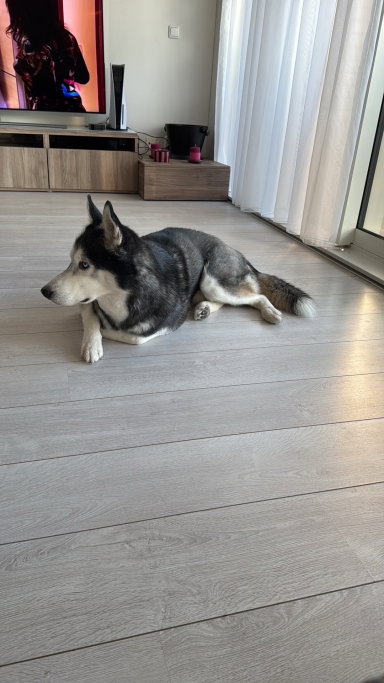 Seda, pet sitter in Amsterdam, photo 5