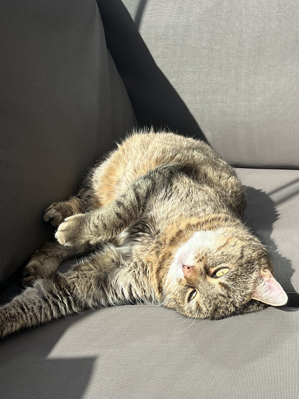 Simone, pet sitter in Leiden, photo 3