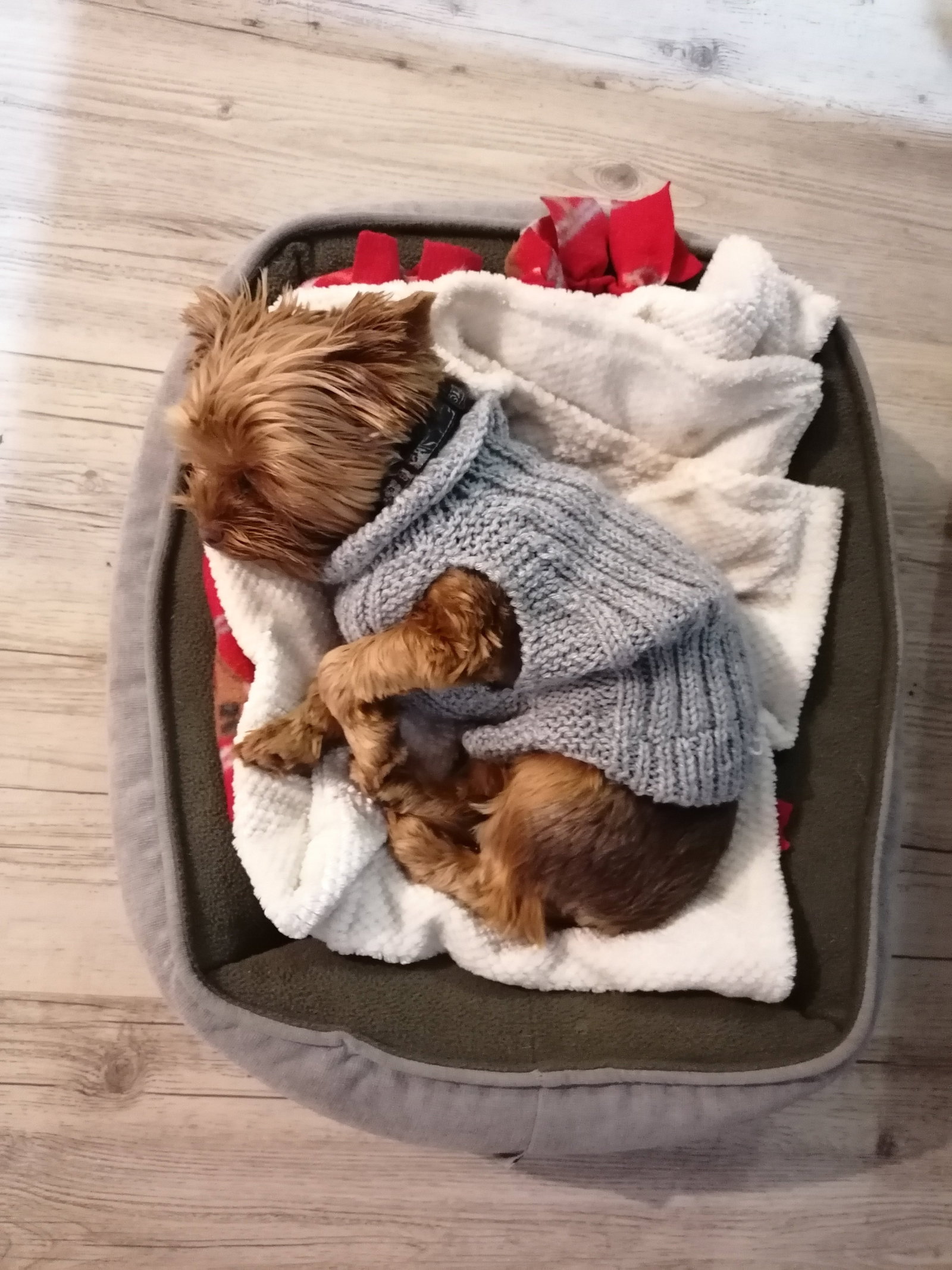 Wilma, pet sitter in Den Haag, photo 3