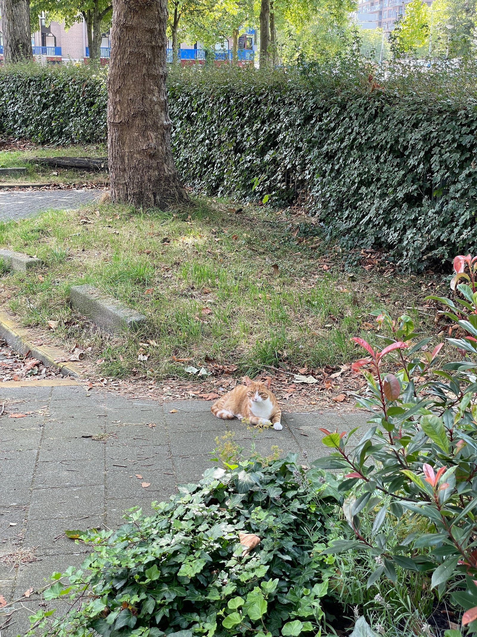Dinko, pet sitter in Rotterdam, photo 2