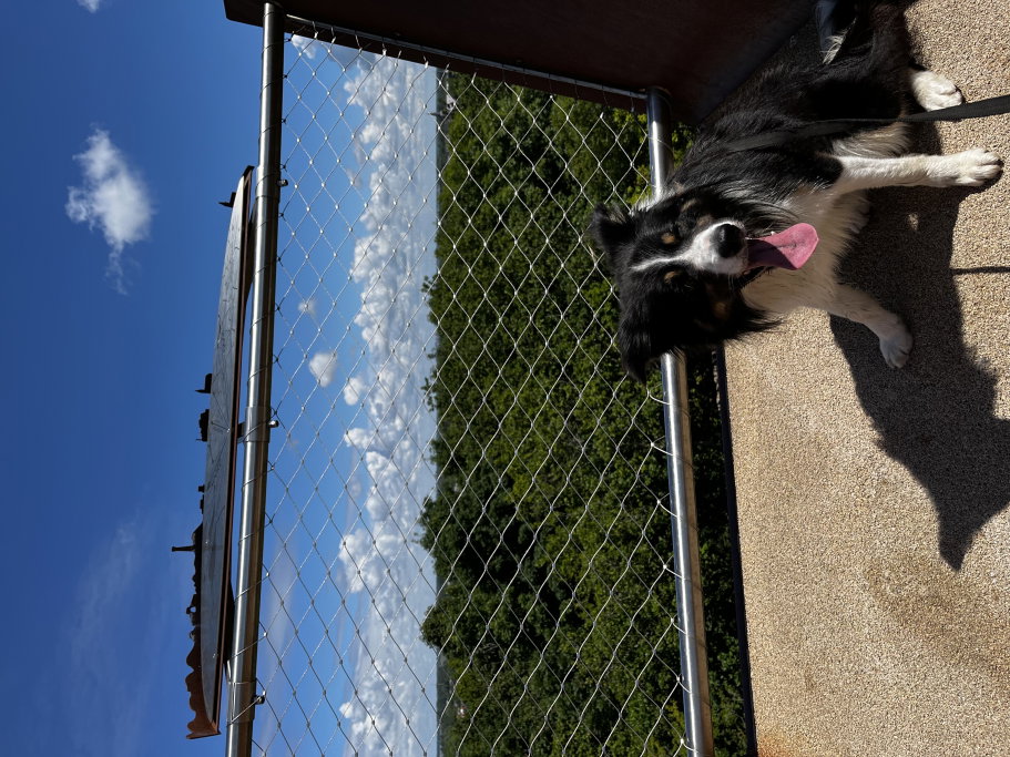 Sjoerd, pet sitter in Castricum, photo 3