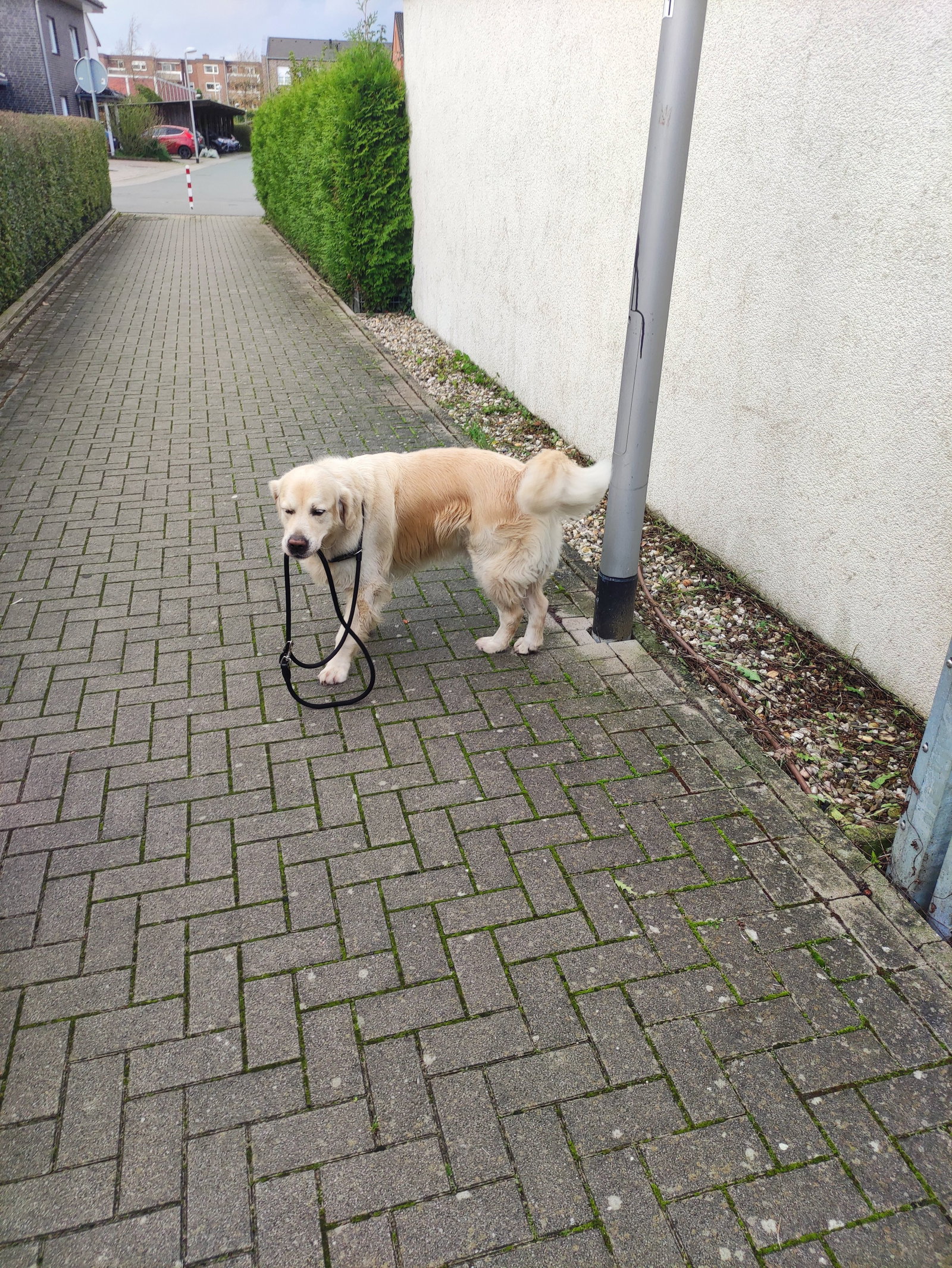 Anna, pet sitter in Münster, photo 2