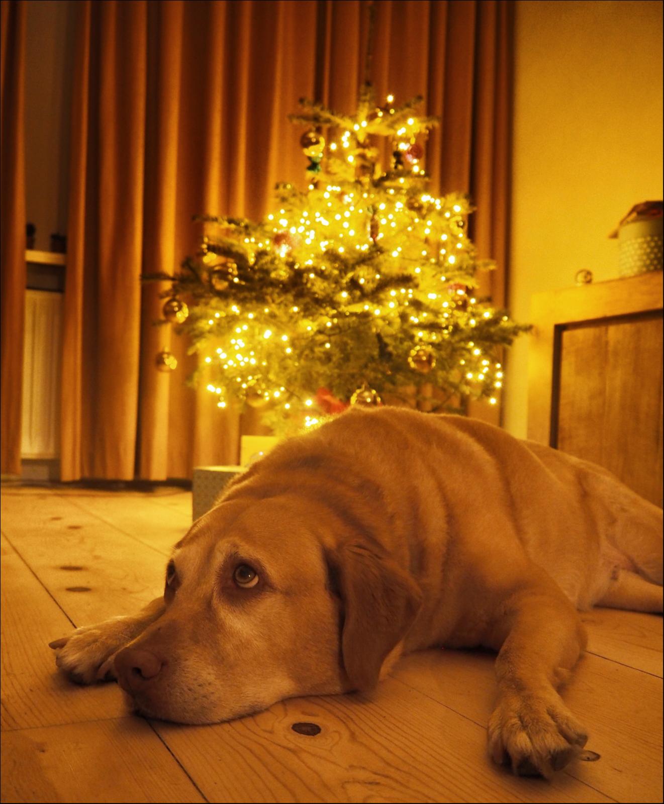 Karolina, pet sitter in Haarlem, photo 4