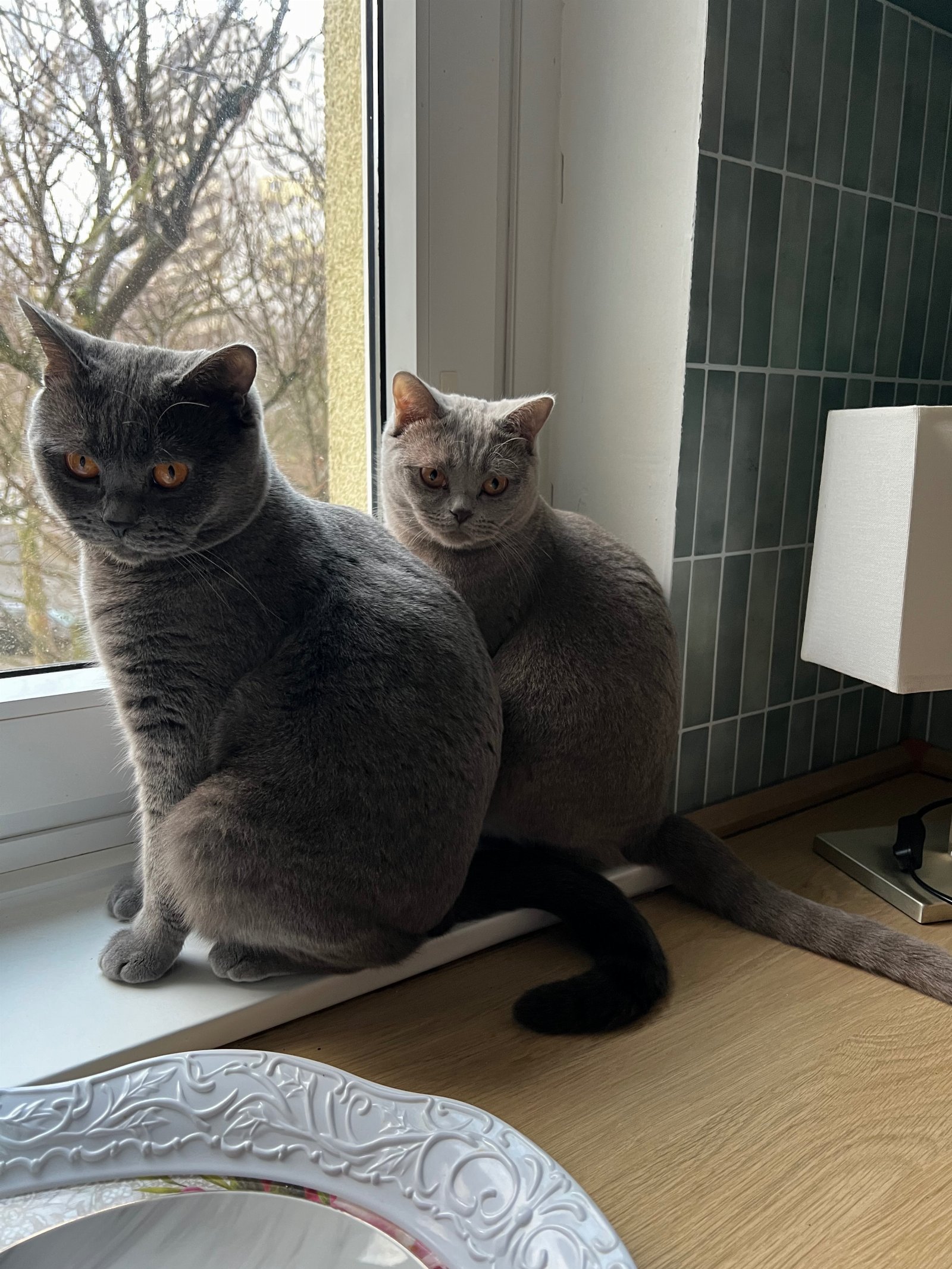 Nadia, pet sitter in Frankfurt am Main, photo 2