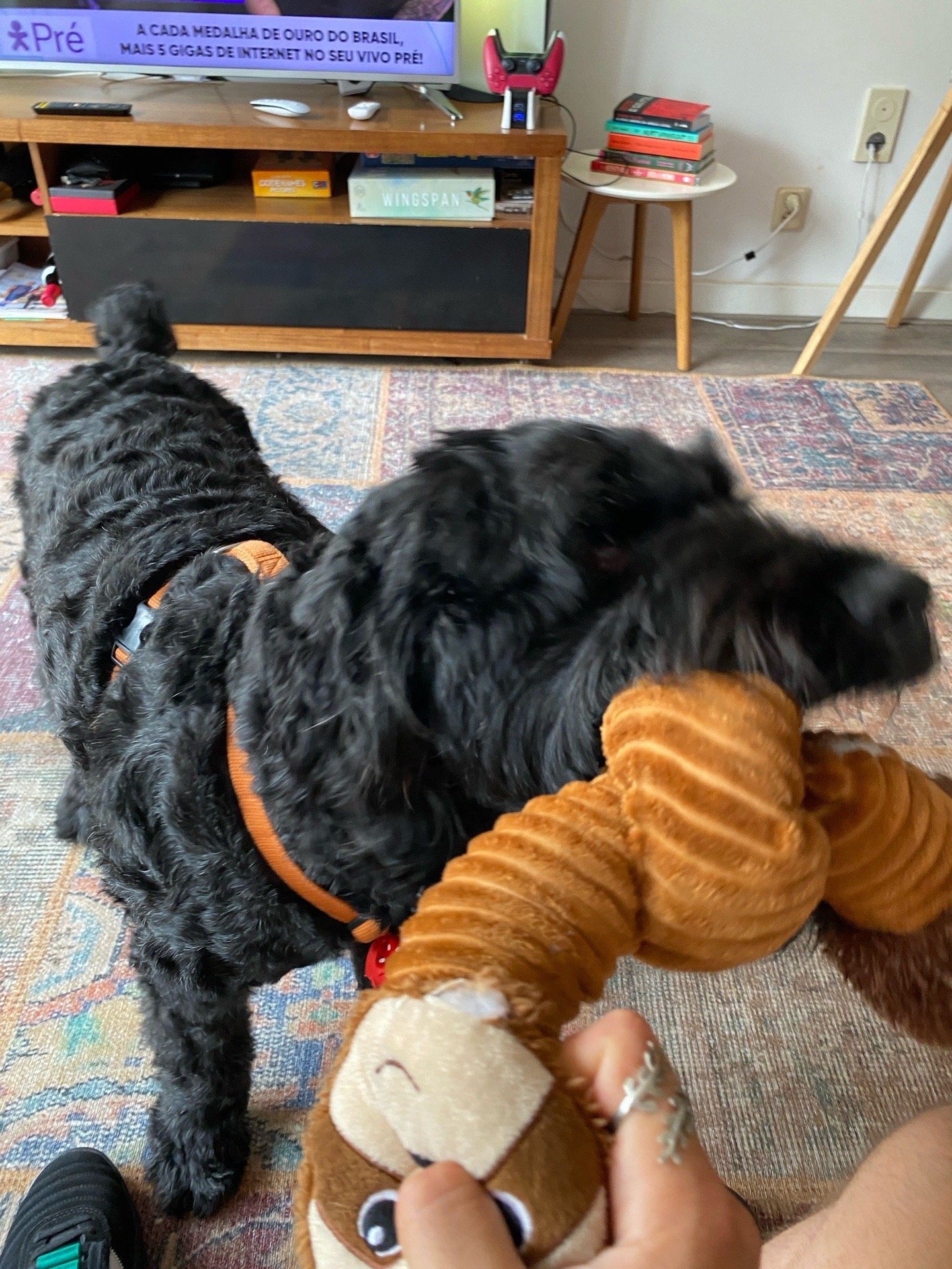 André, pet sitter in Amsterdam, photo 5