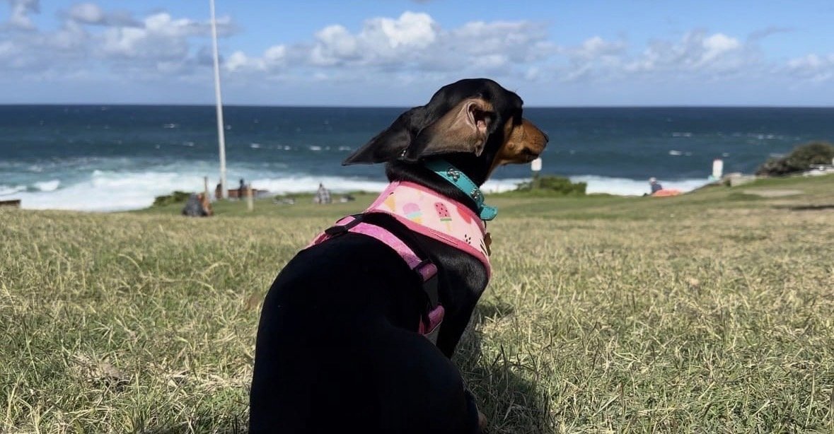 ruby, pet sitter in Amsterdam, photo 5