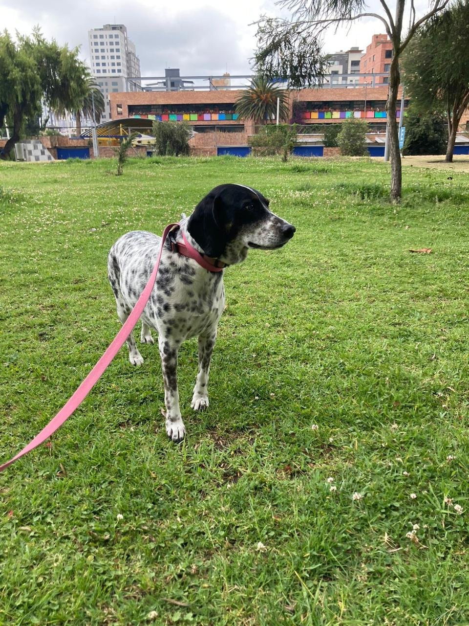 Willy, Tiersitter in Berlin, Foto 1