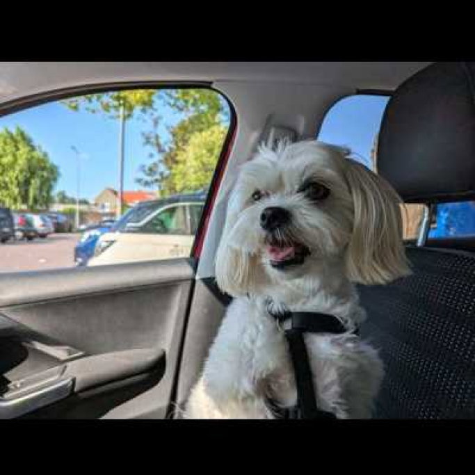Remco, pet sitter in Krimpen aan den IJssel, photo 2