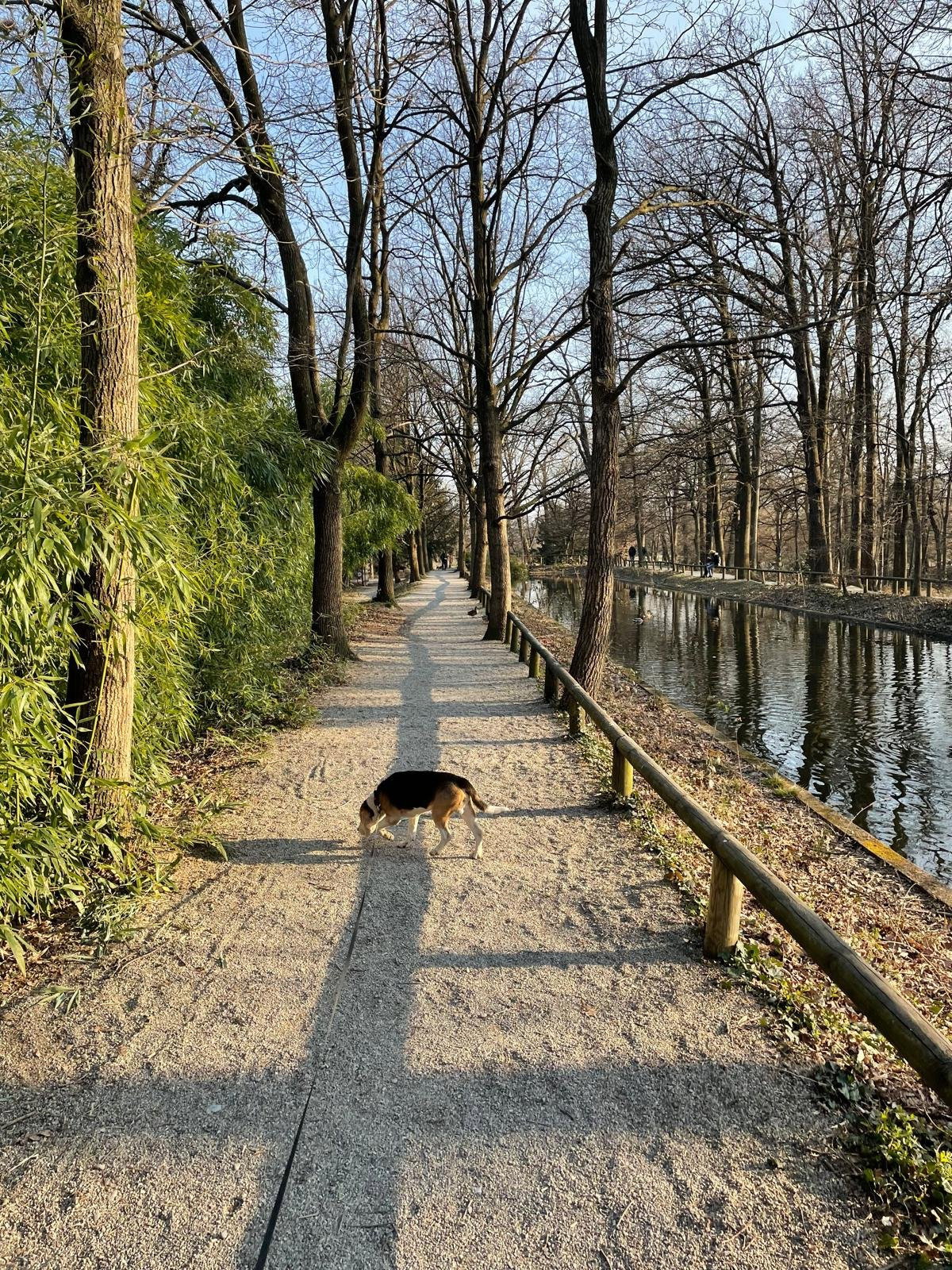 Federica, dierenoppas in Amsterdam, foto 2