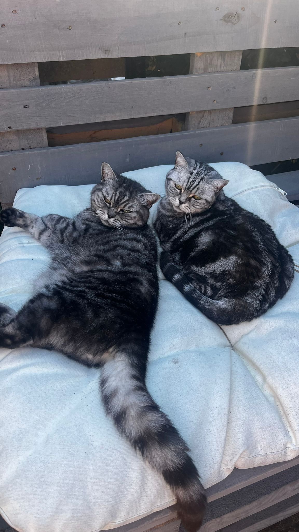 Merlinda, pet sitter in Deventer, photo 1