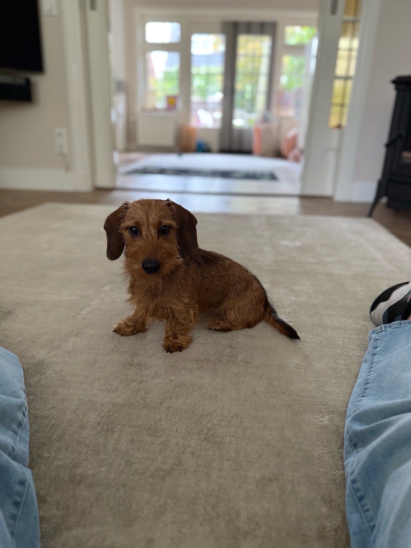 Ilja, pet sitter in Vught, photo 4