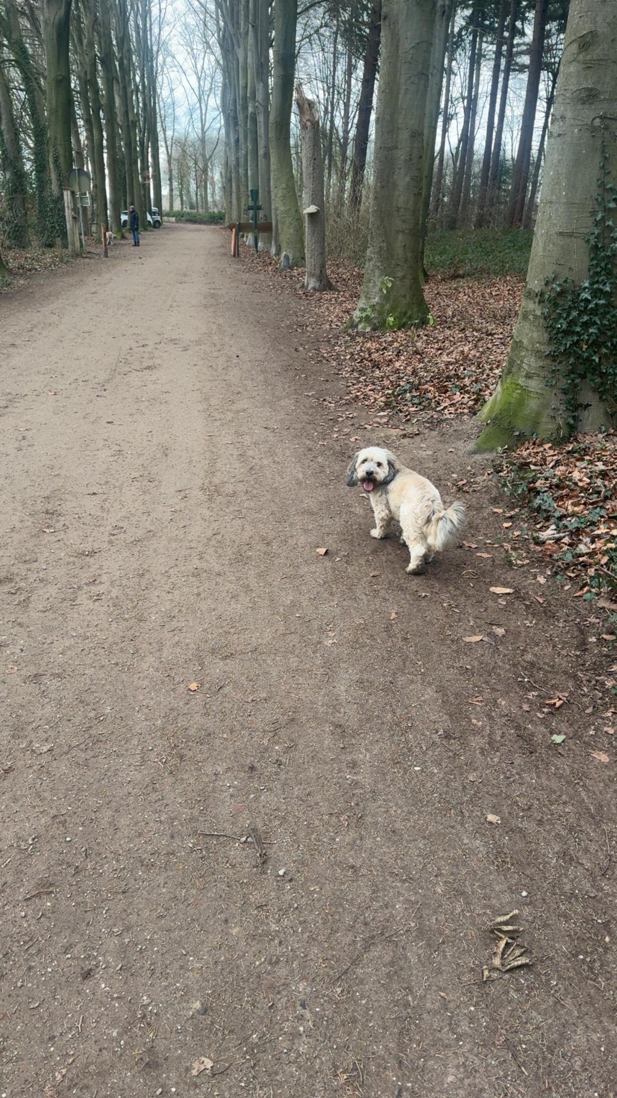 Fleur, pet sitter in Beuningen, photo 1