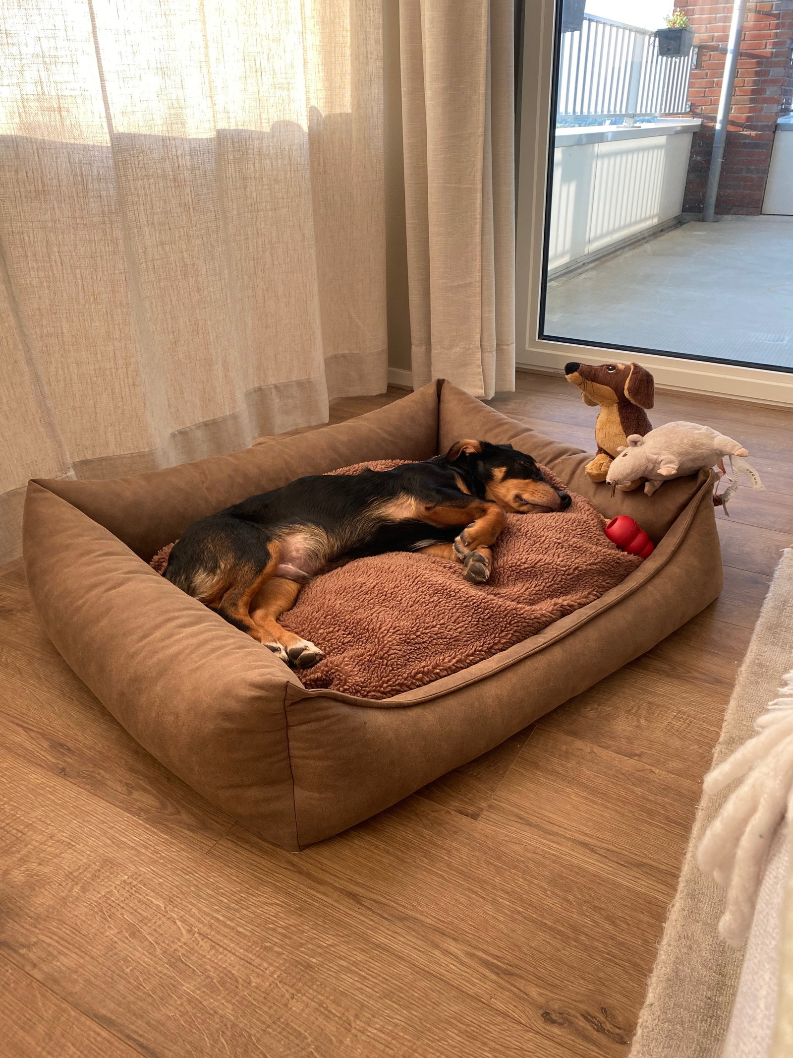 Bas, pet sitter in Leiden, photo 3
