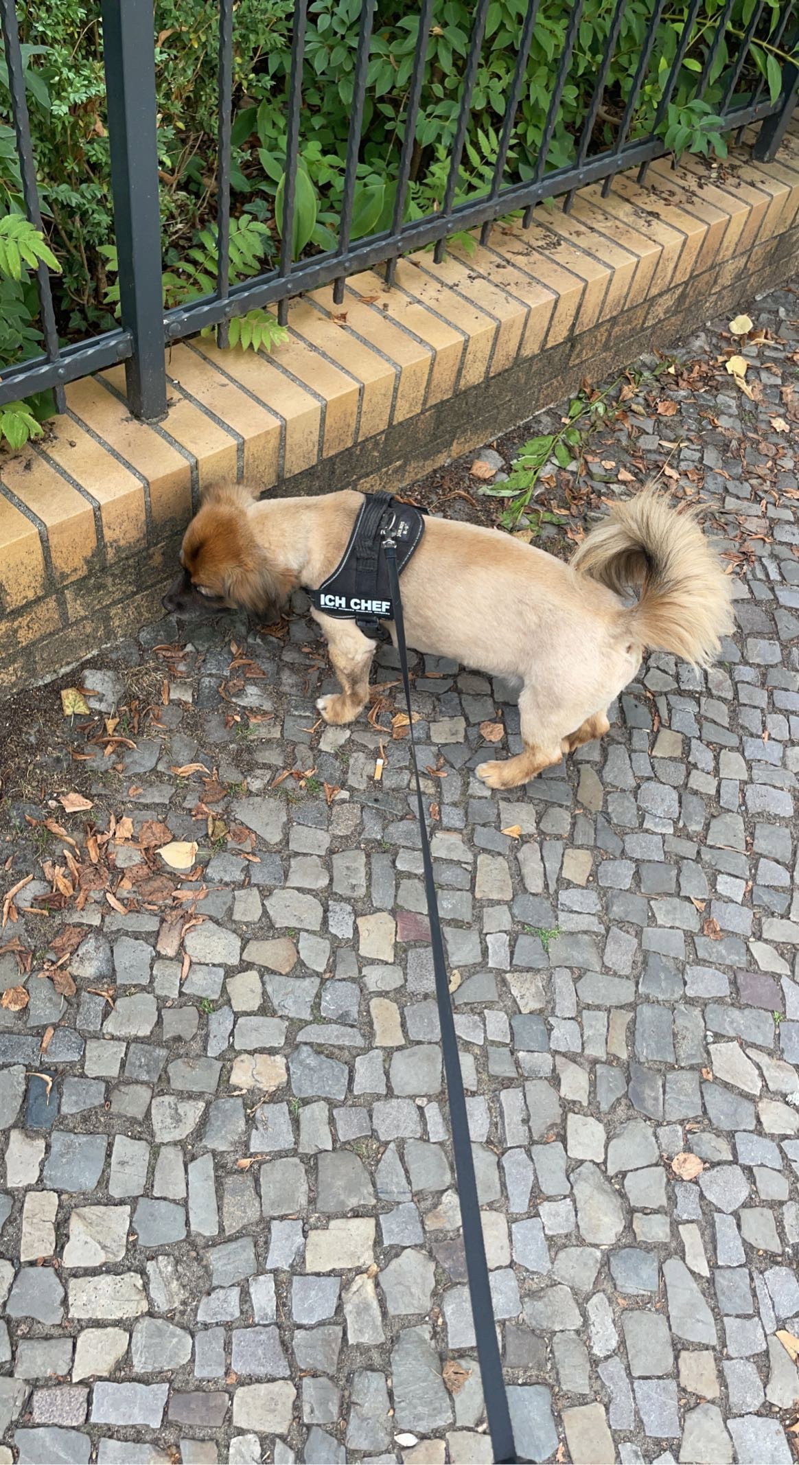 Joan, Tiersitter in Berlin, Foto 2