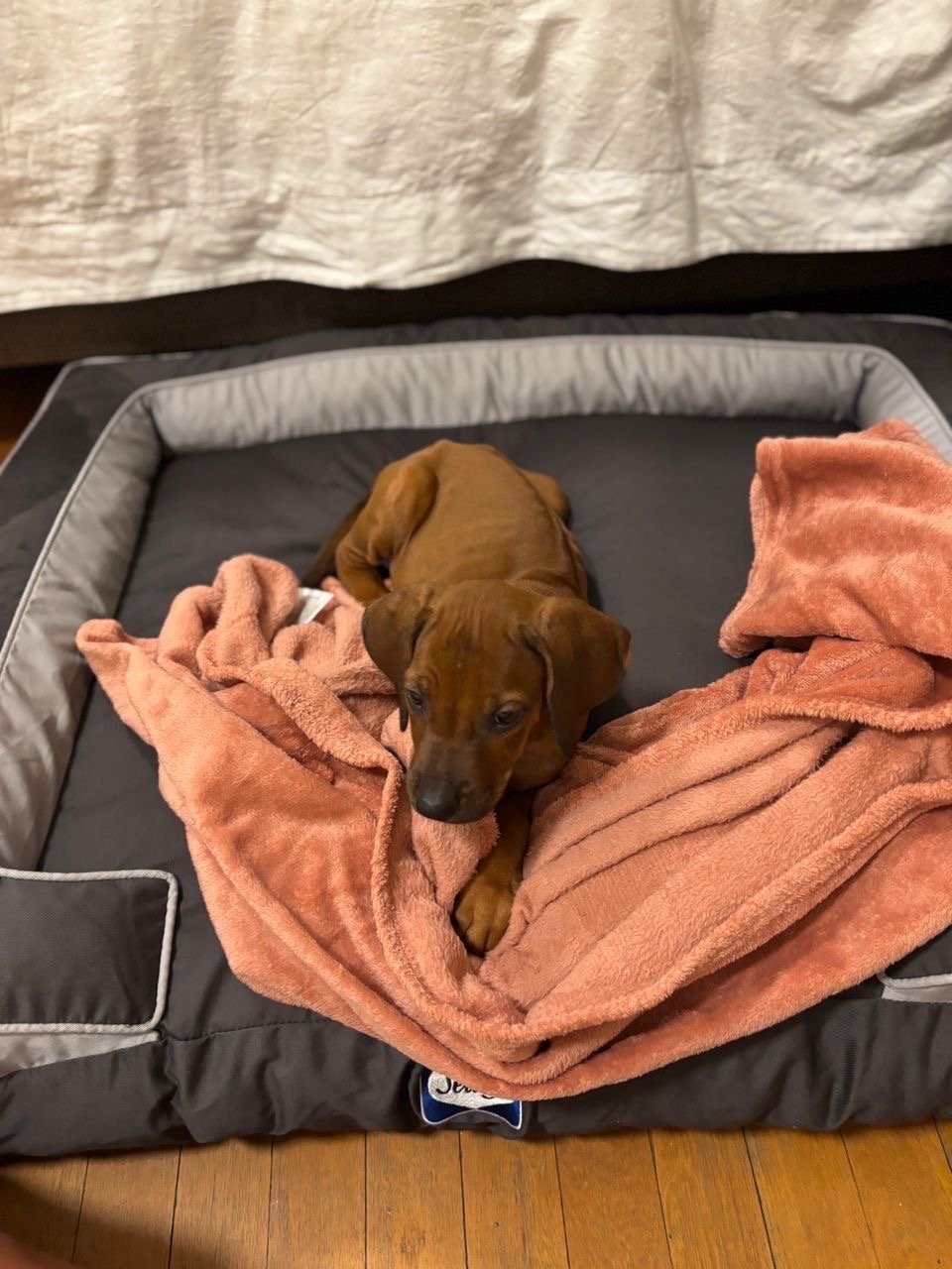 Sarah, pet sitter in Amsterdam, photo 2