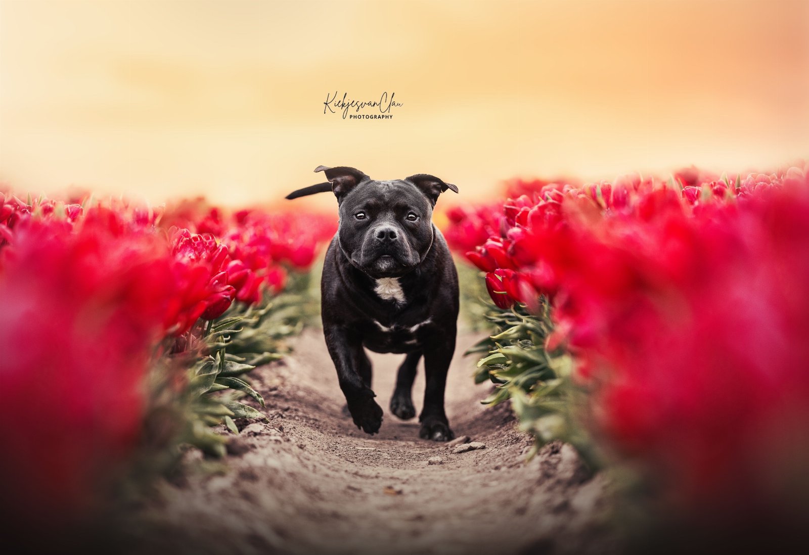 Kaylee, dierenoppas in Vlaardingen, foto 1