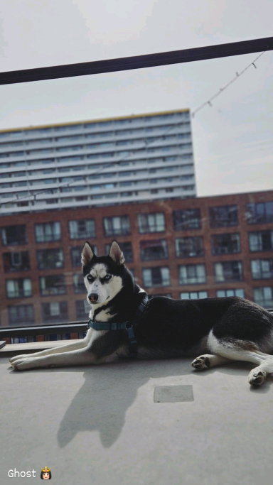 Djeine, pet sitter in Delft, photo 1