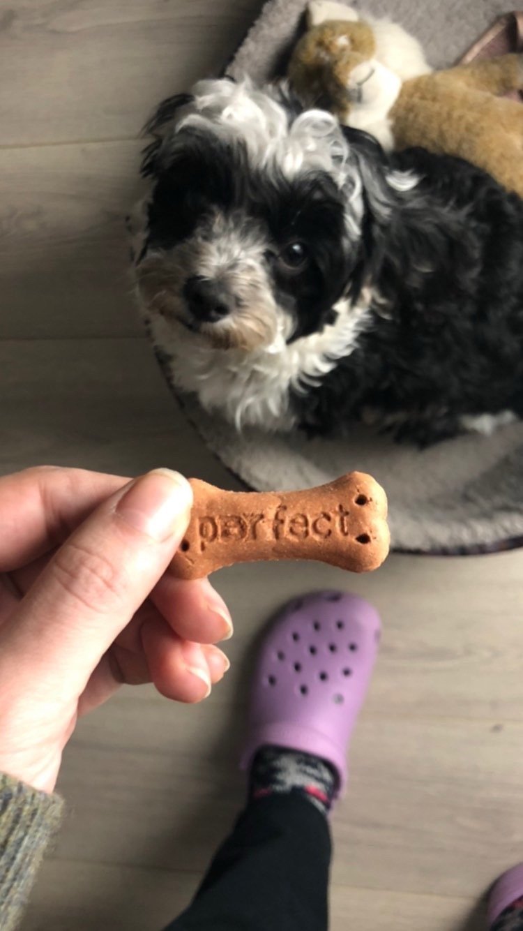 Dana, pet sitter in Rotterdam, photo 2