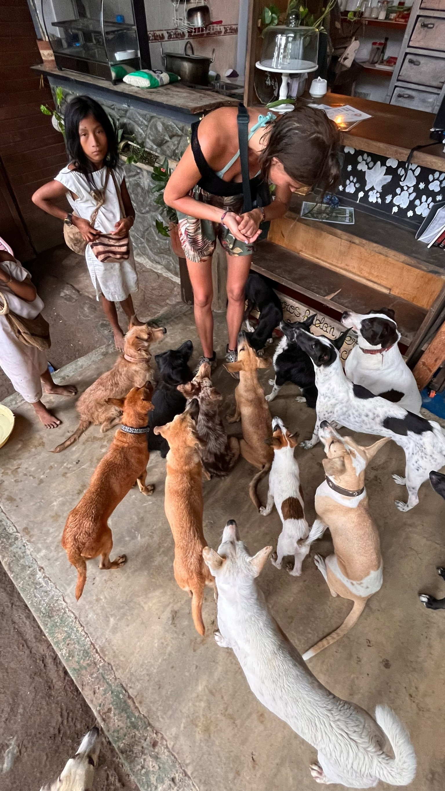 Loulou, pet sitter in Amsterdam, photo 1