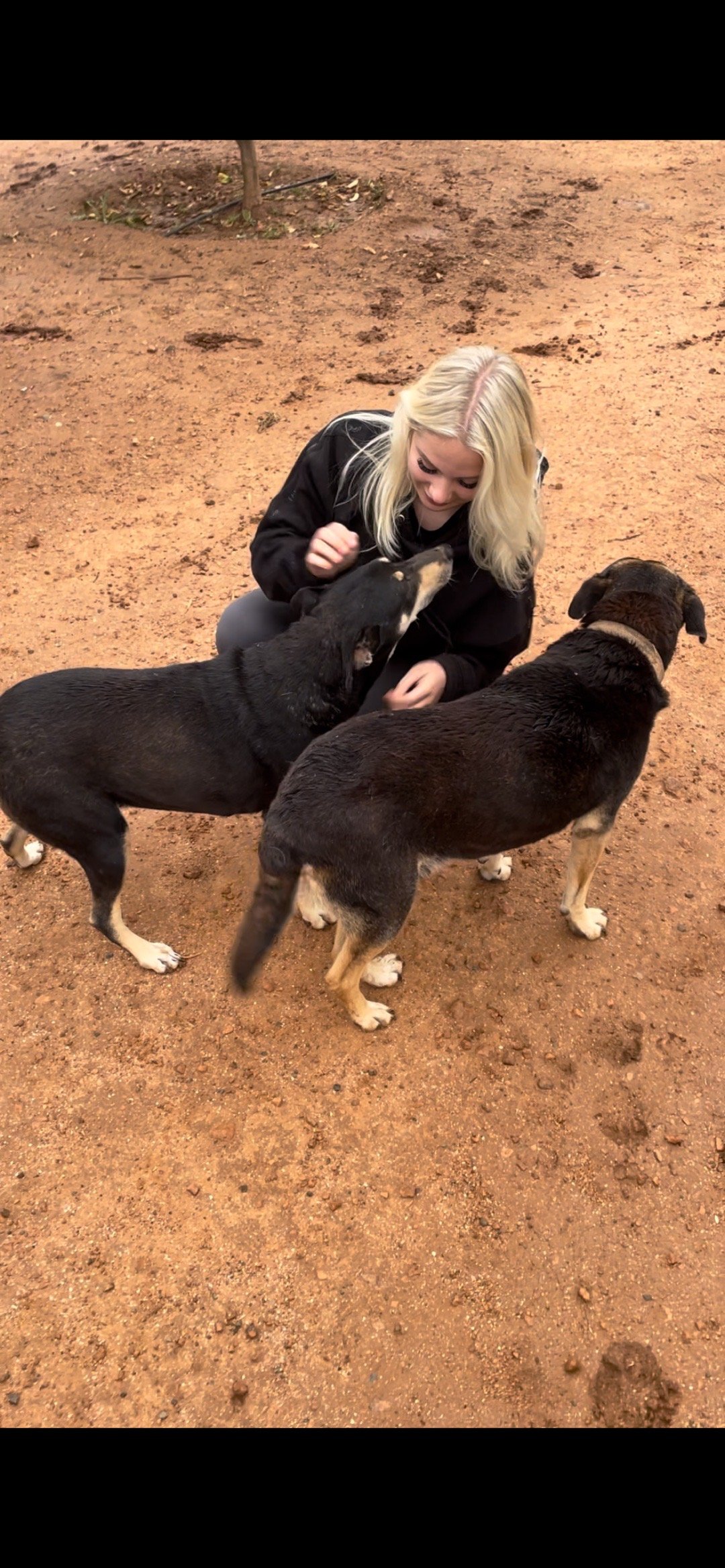 Lisa, pet sitter in hoevelaken, photo 5