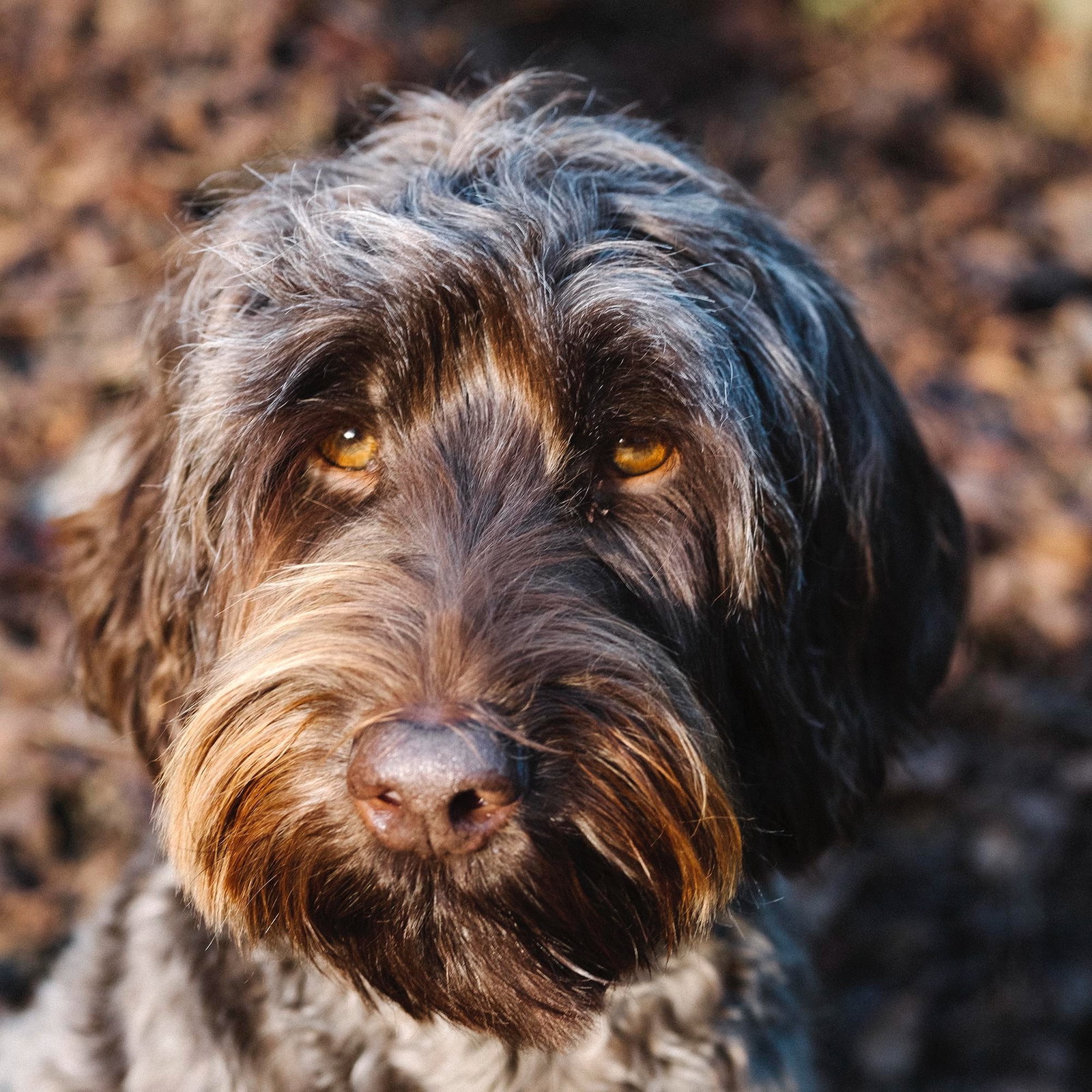 Albert, pet sitter in Almelo, photo 4