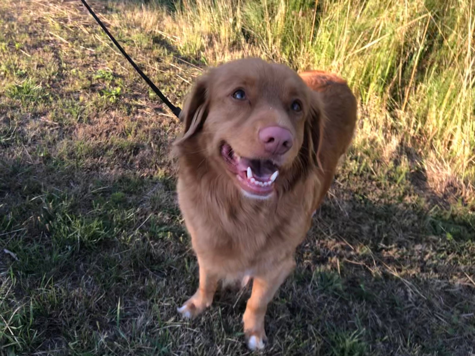 Simone, pet sitter in Kelpen-Oler, photo 5