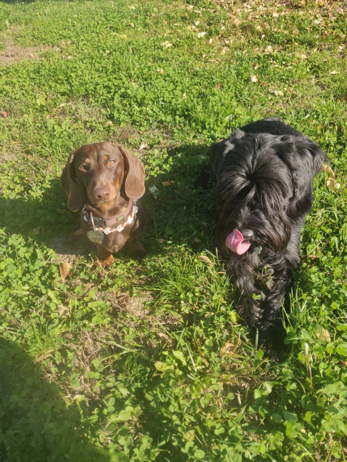 Neja, pet sitter in Amstelveen, photo 5