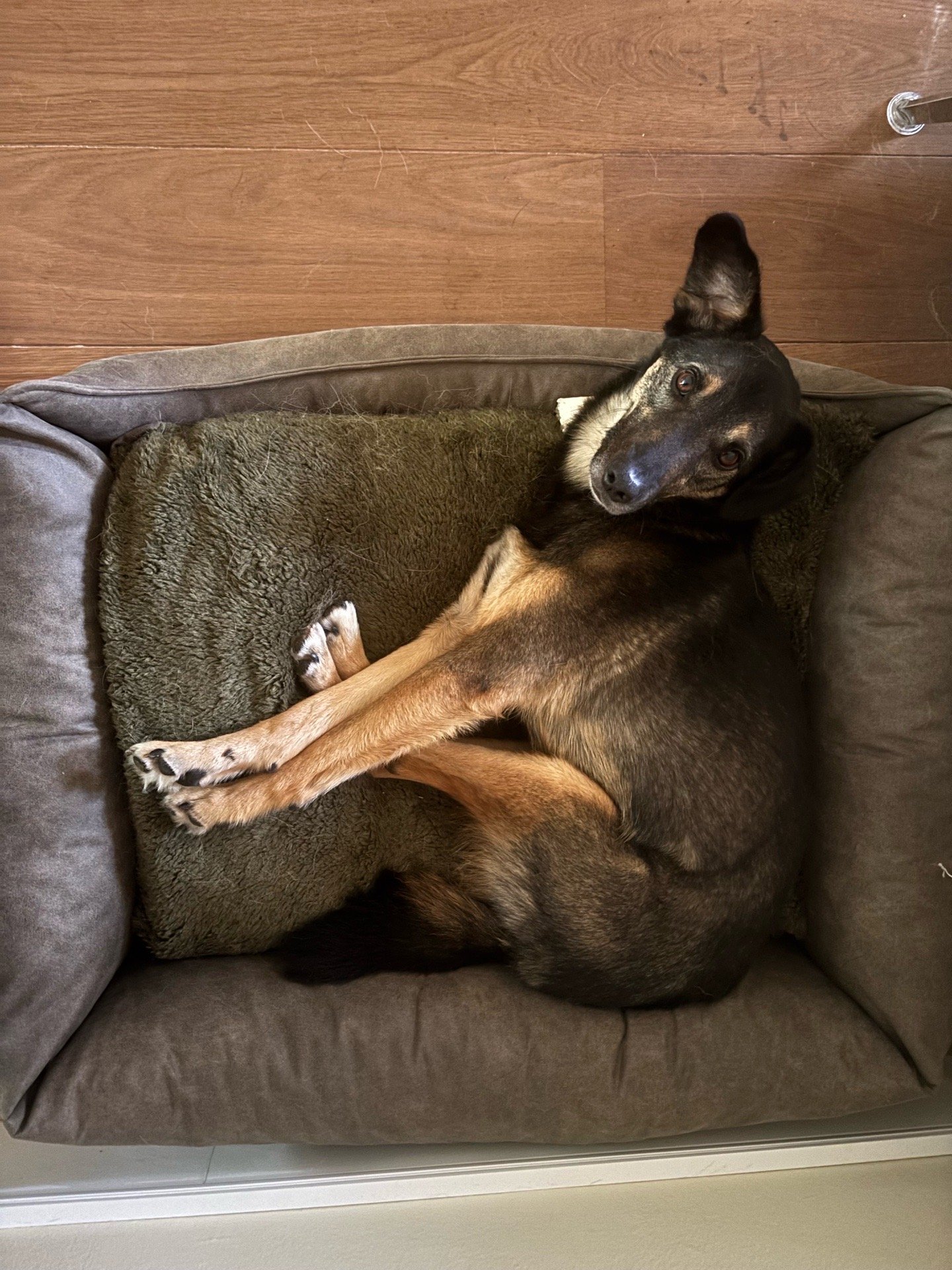 Levinia, pet sitter in 's-Gravenhage, photo 1