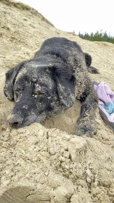 Herman, pet sitter in Leiden, photo 3