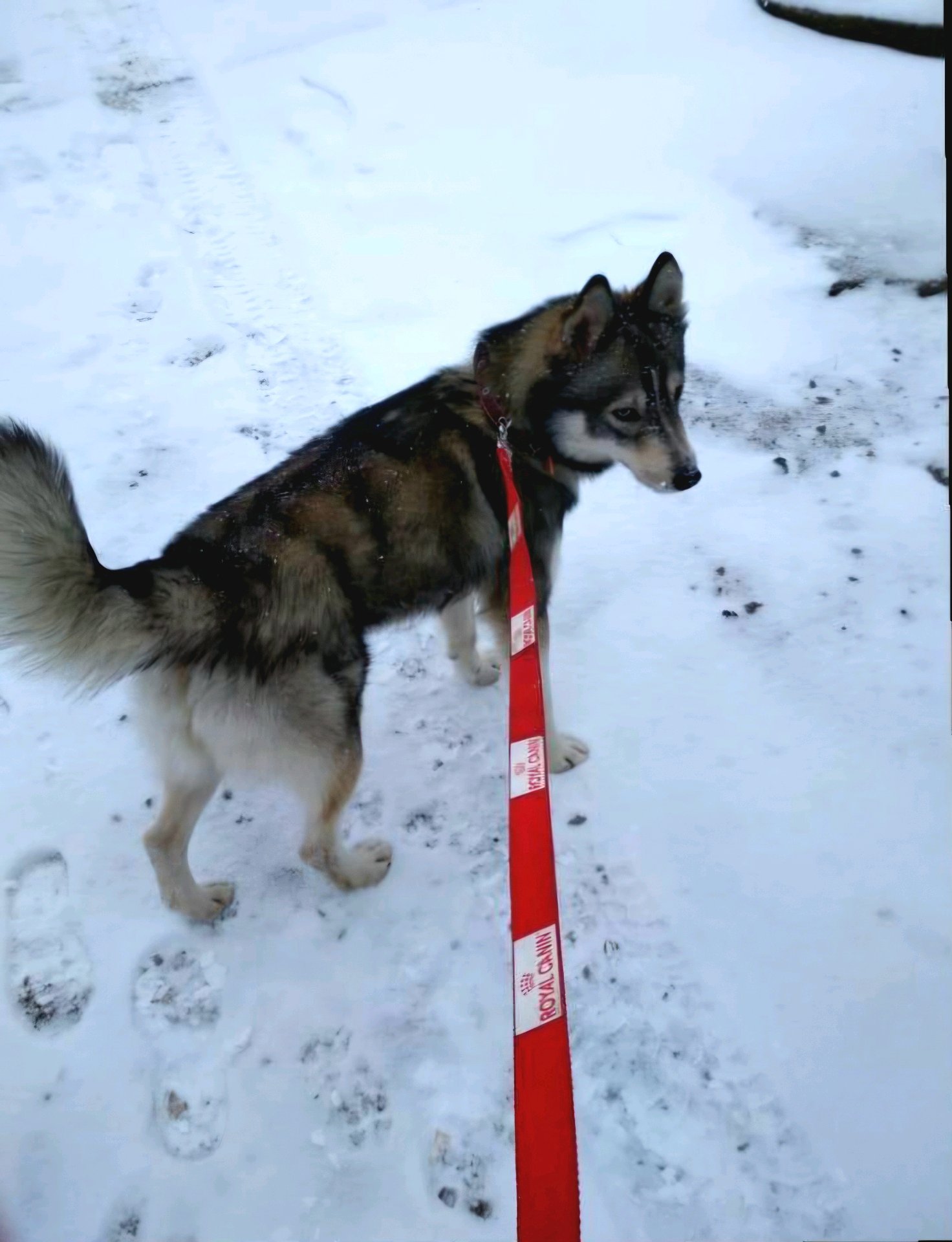 Valentyna, pet sitter in Oldenzaal, photo 5