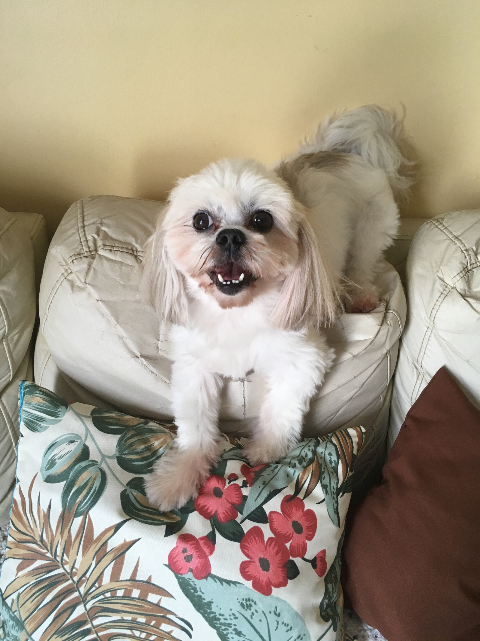 Maria Zelma, pet sitter in Vlijmen, photo 2